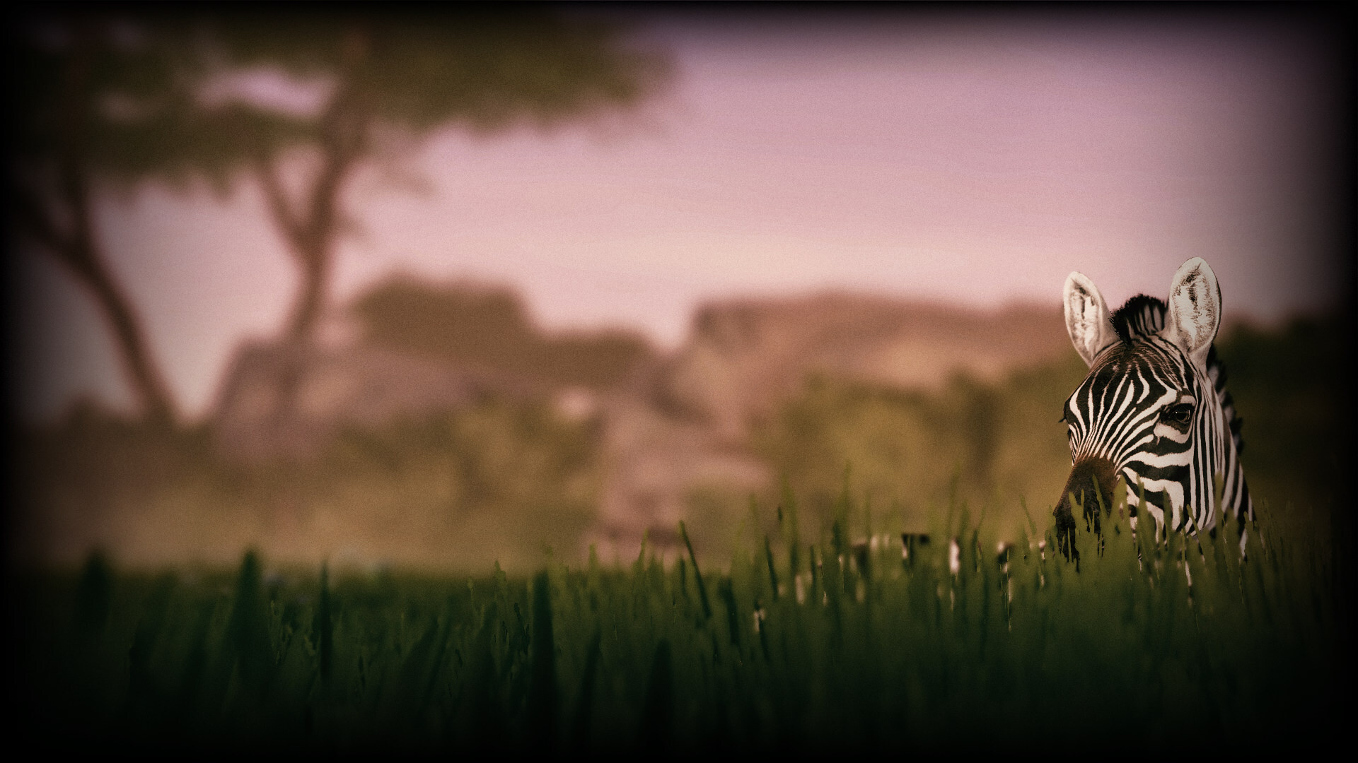 Grant's Zebra