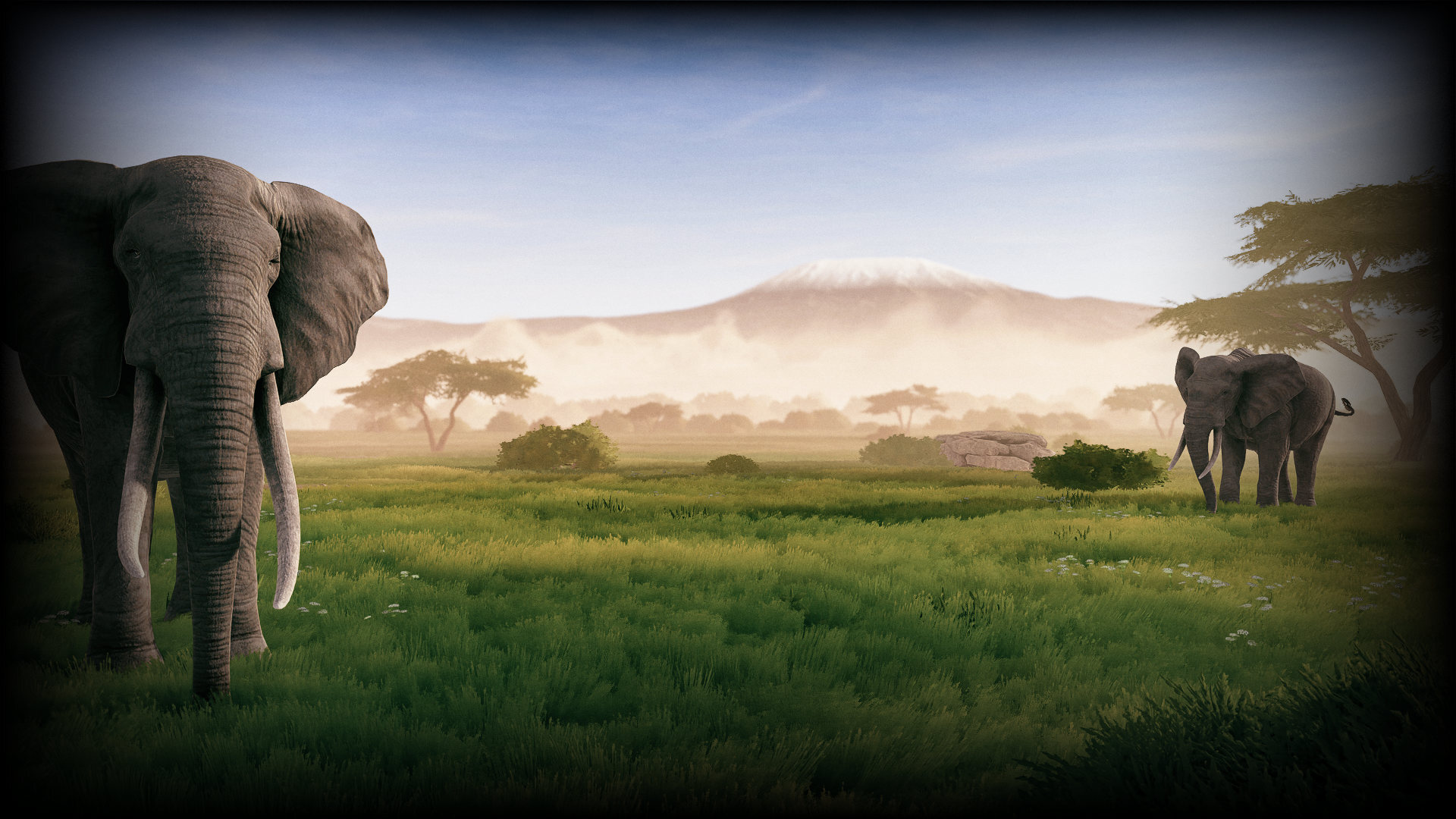 African Elephant