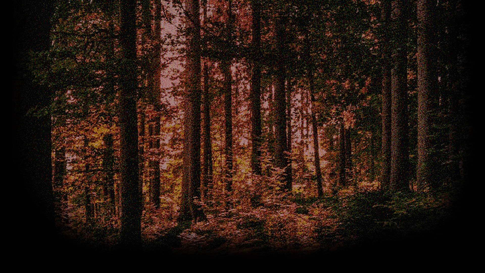 Promotion Forest