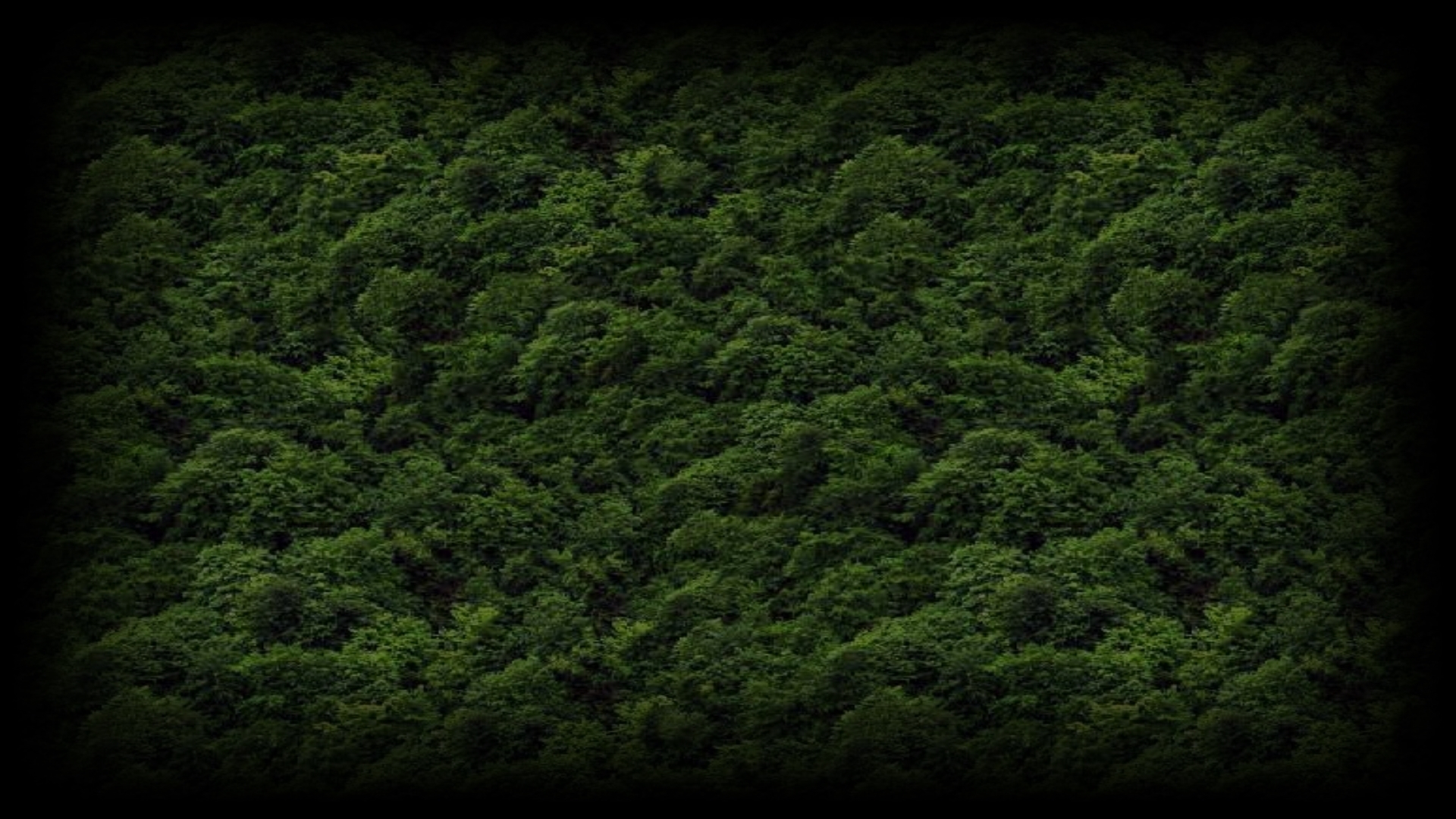 Trees (Profile Background)