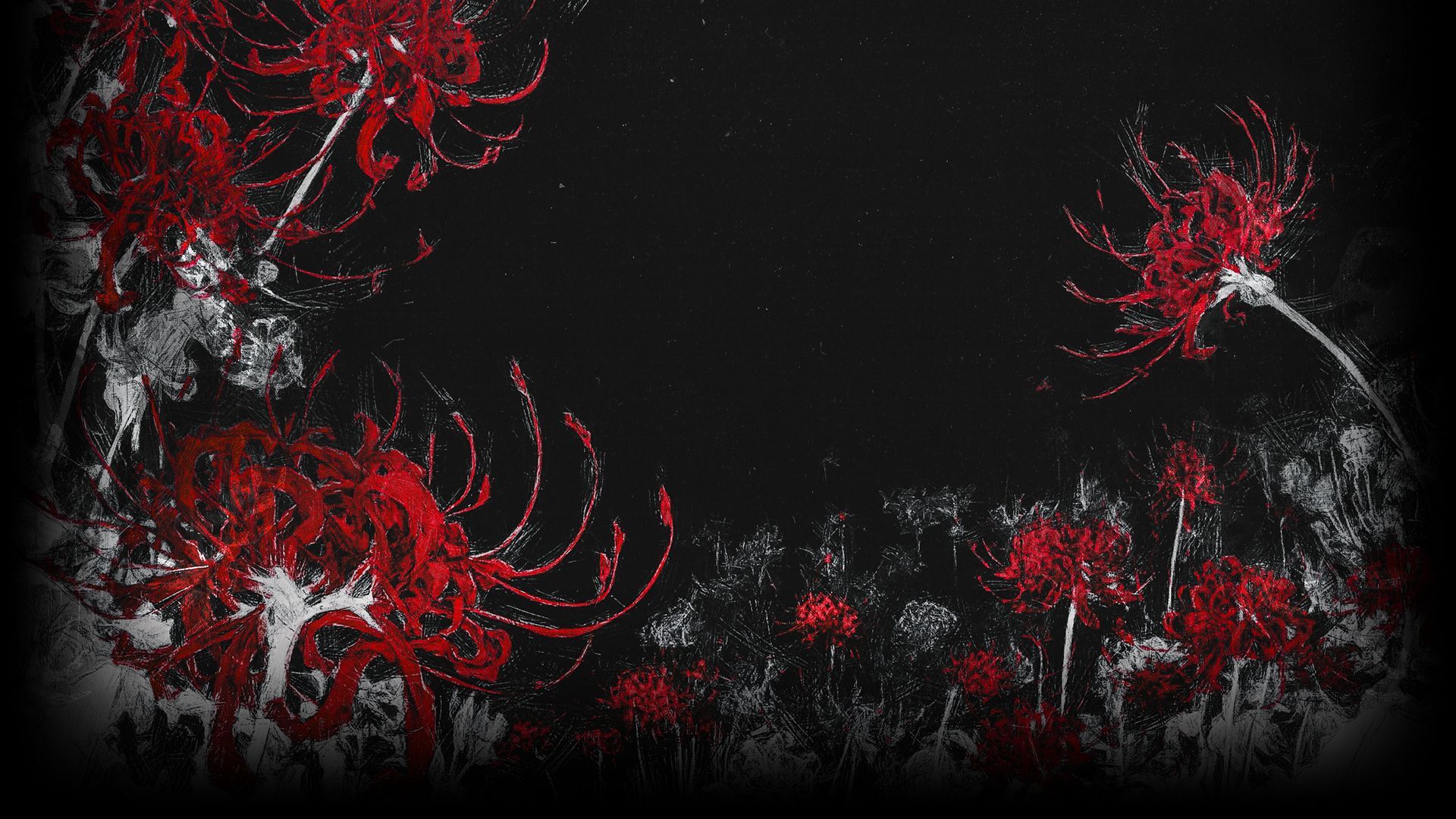 Lycoris