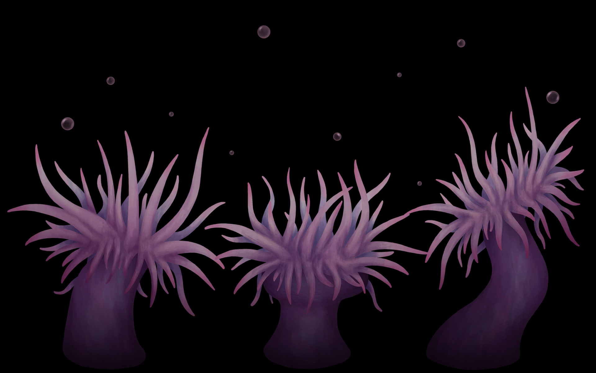 Anemones