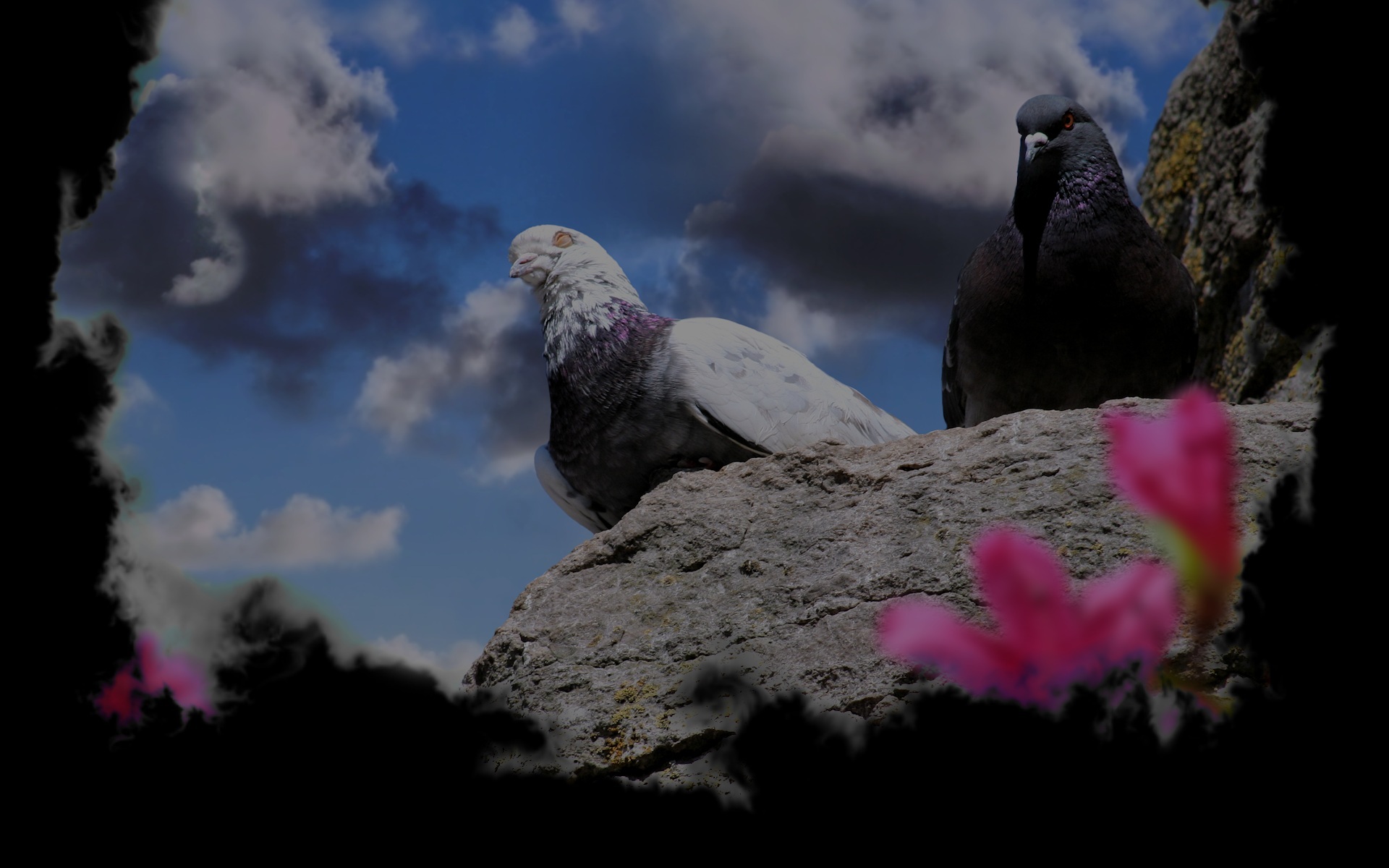 Doves