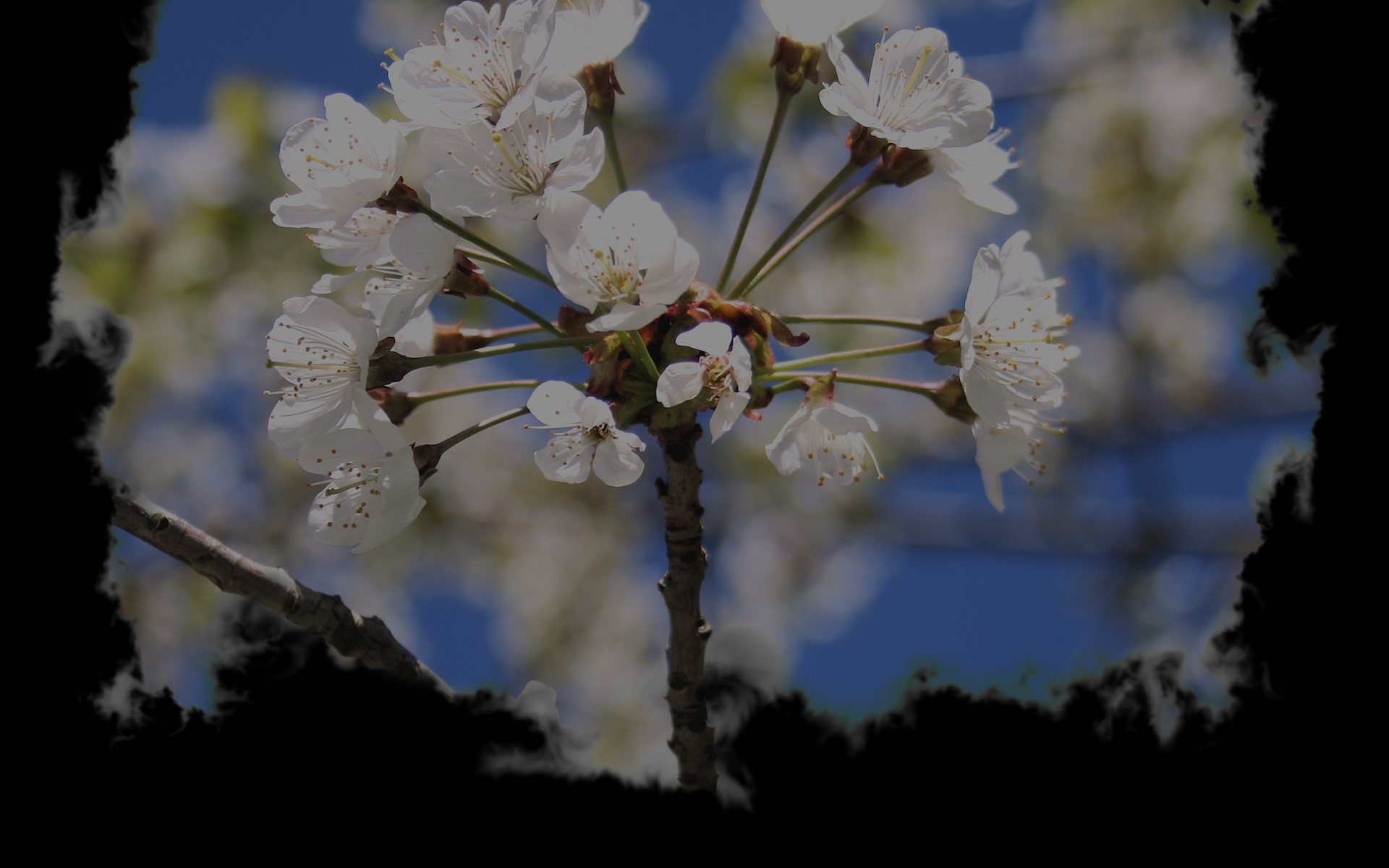 White tree