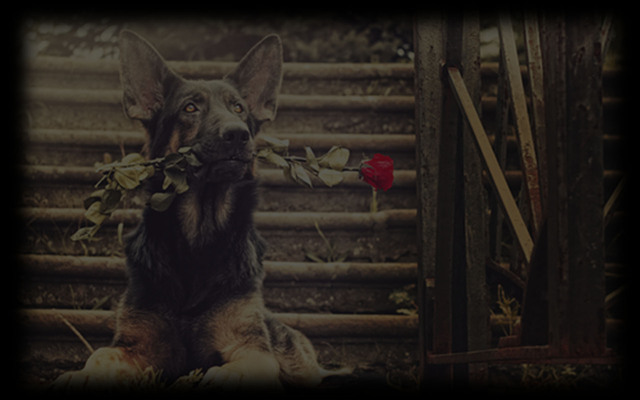 Romance On Paws