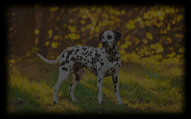 Spotty
