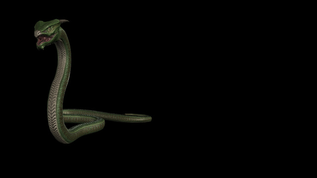 Snake (Profile Background)