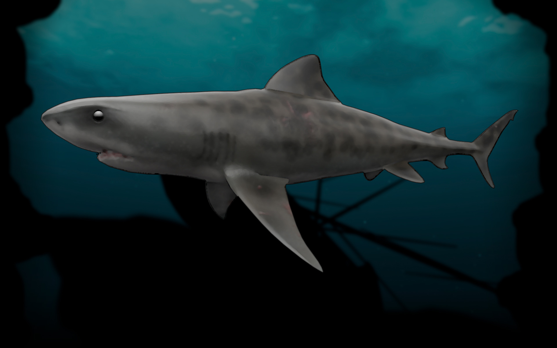Tiger Shark