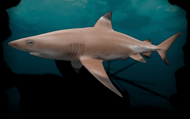 Reef Shark