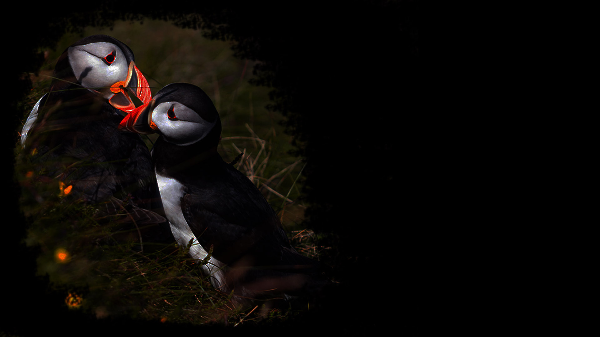 Puffins